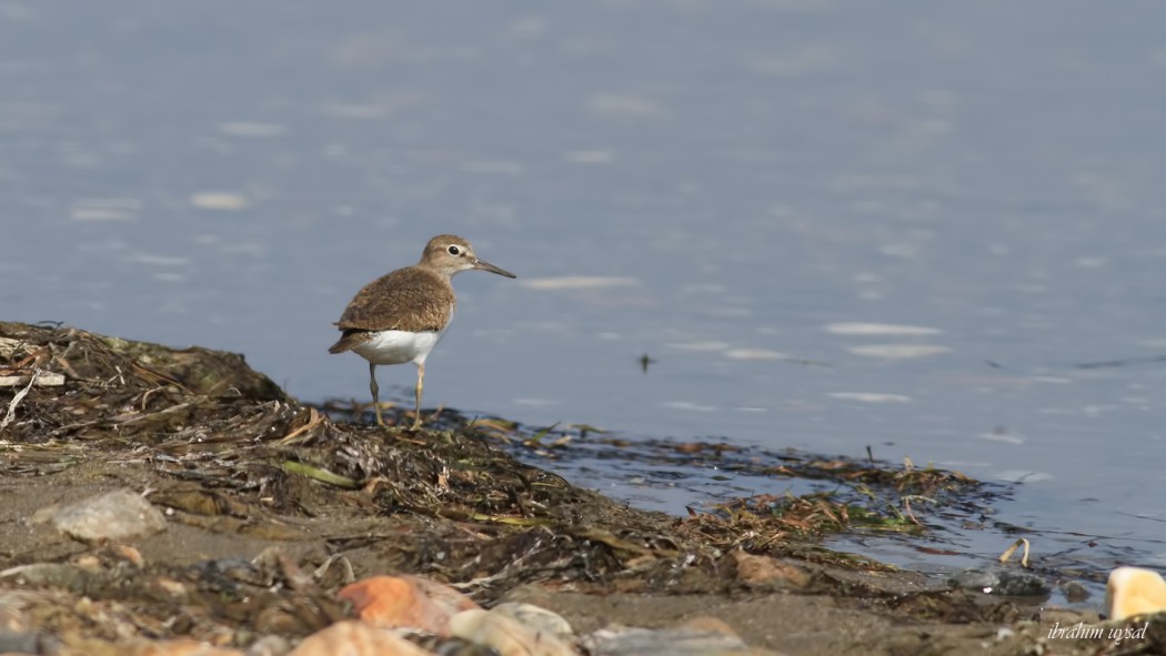 Common Sandpiper