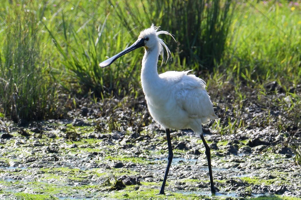 Eurasian Spoonbill