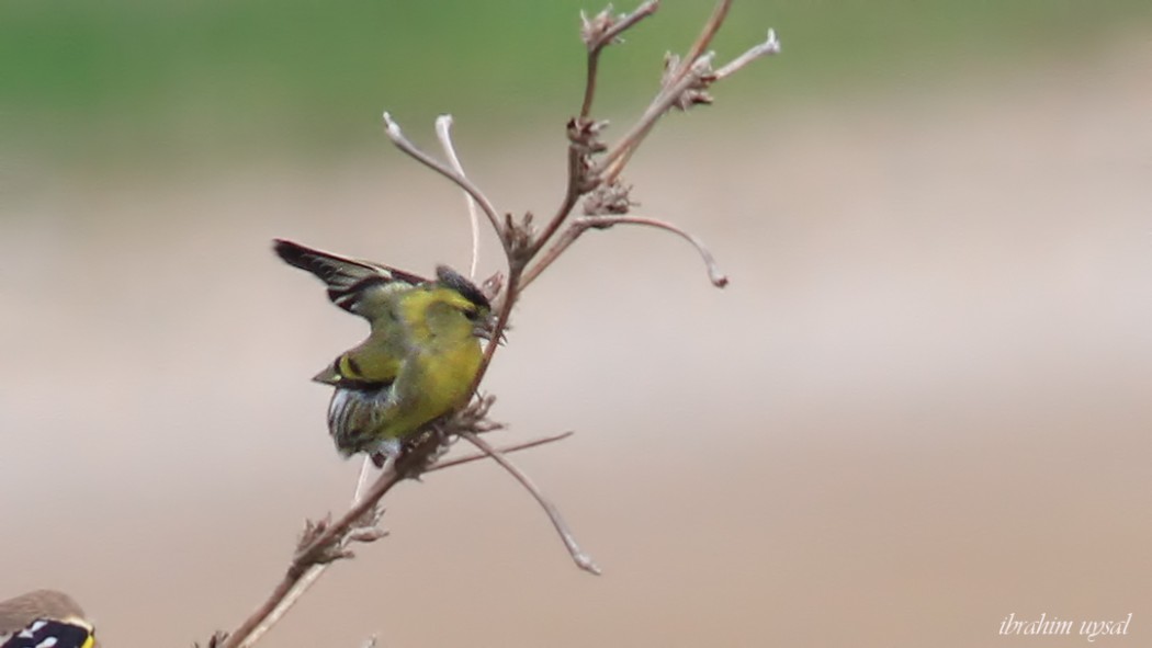 Eurasian Siskin