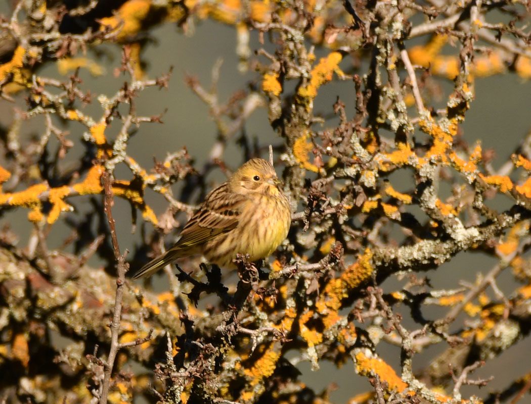European Serin