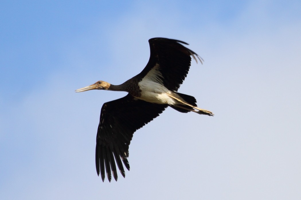 Black Stork