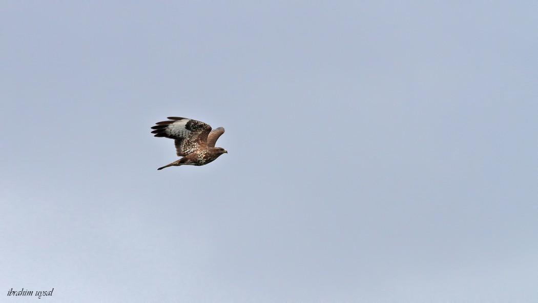 Common Buzzard