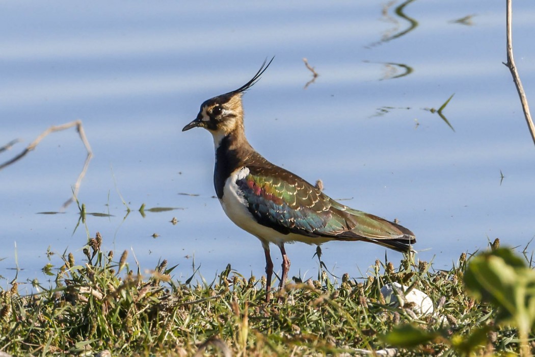 Northern Lapwing
