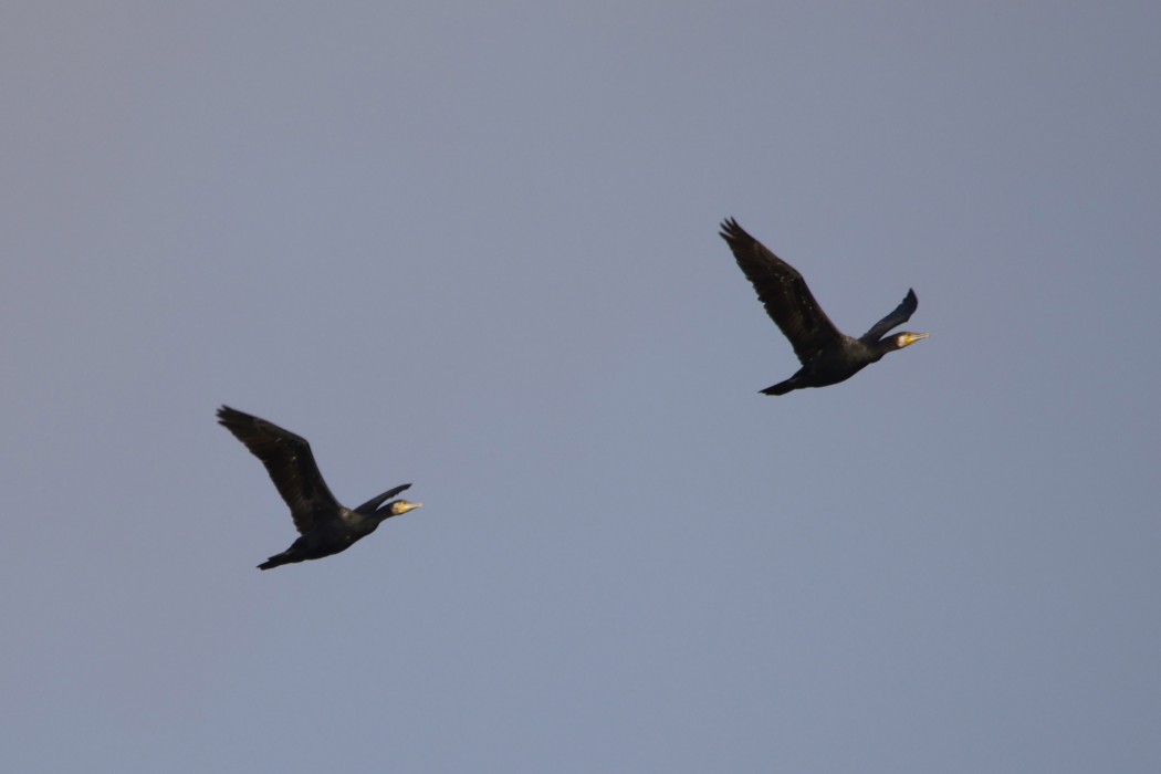 Great Cormorant