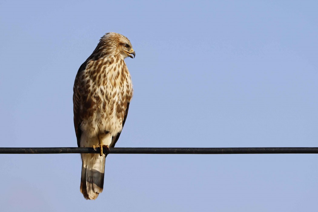 Common Buzzard