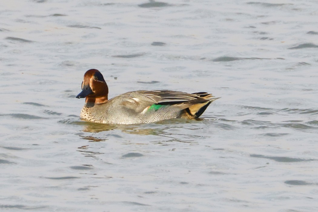 Eurasian Teal