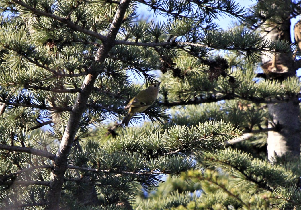 Goldcrest