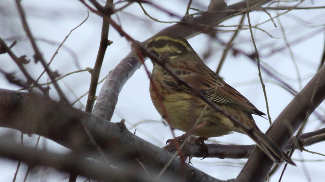 Cirl Bunting