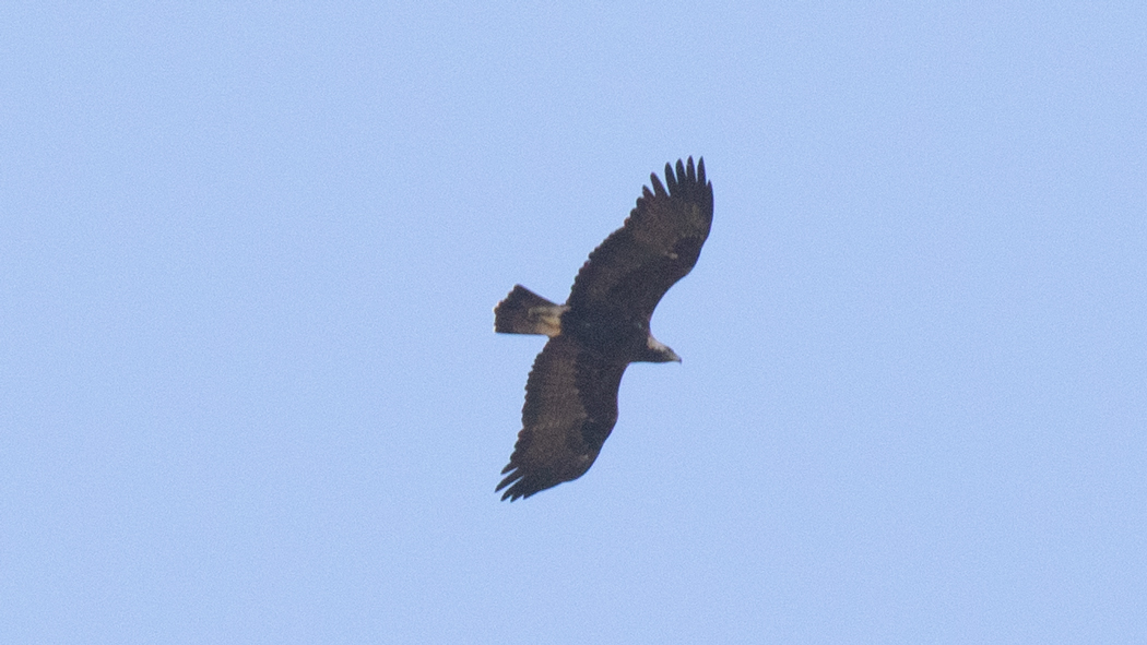 Eastern Imperial Eagle