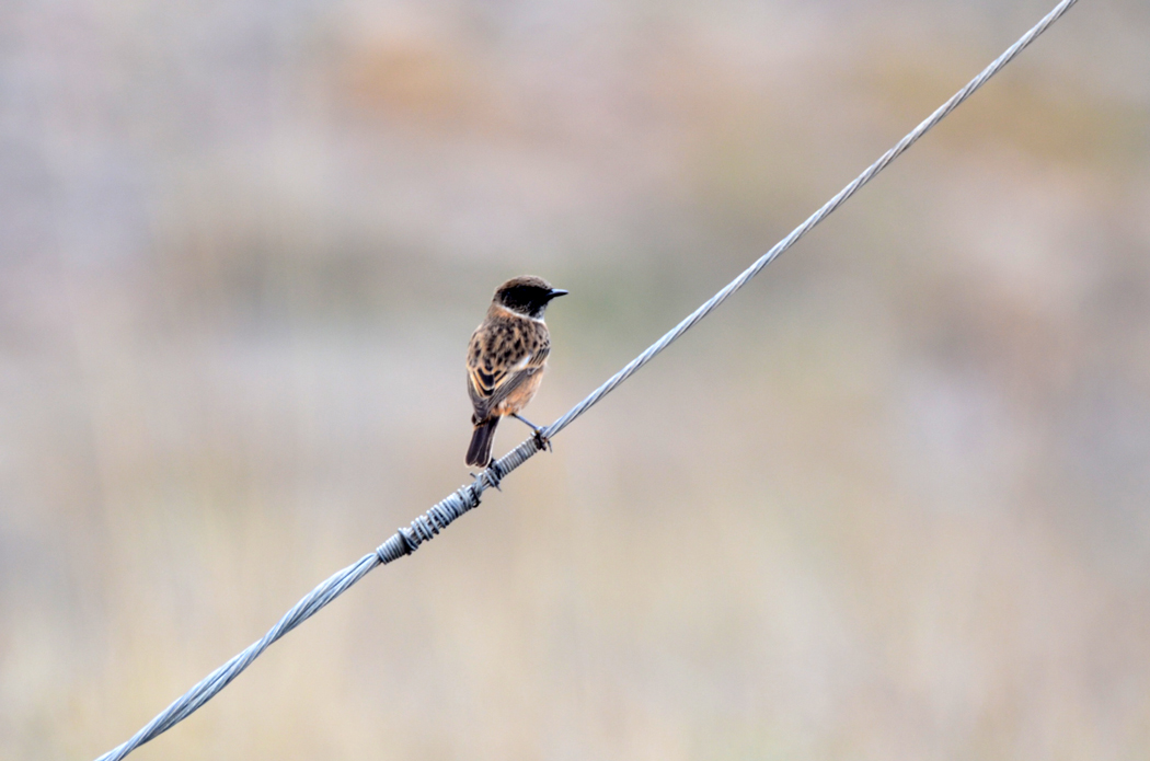 European Stonechat
