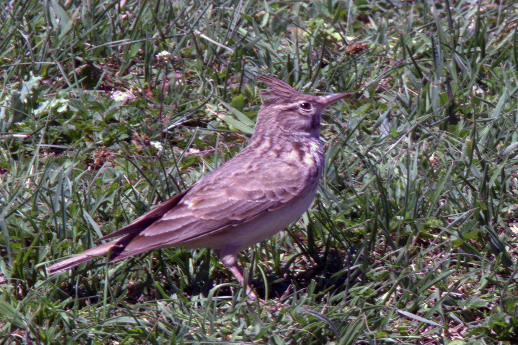 Crested Lark