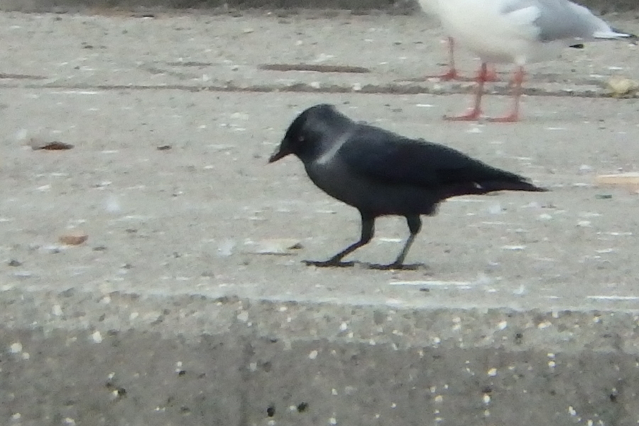 Western Jackdaw