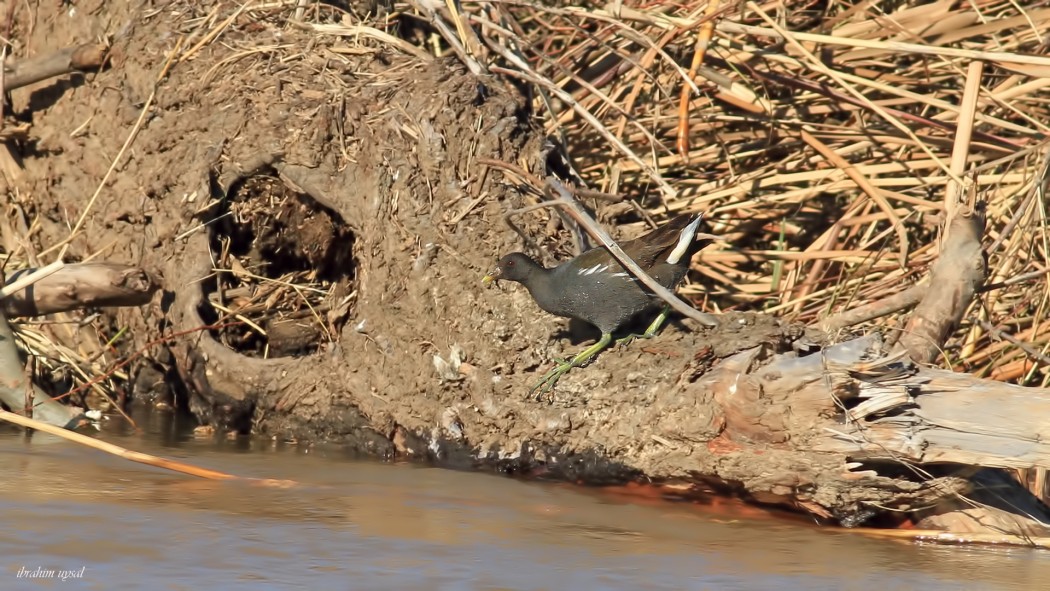 Common Moorhen