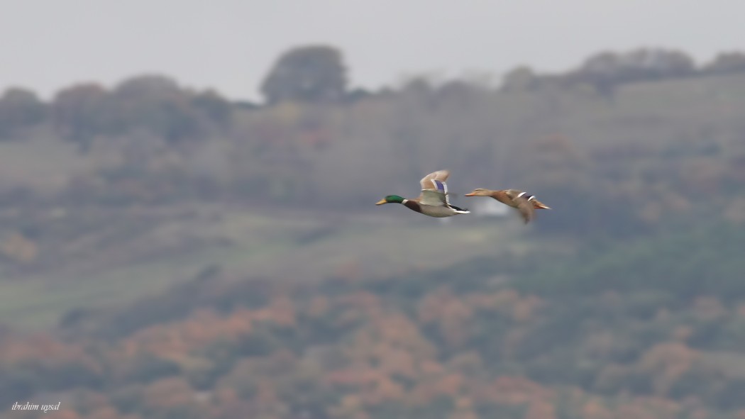 Mallard