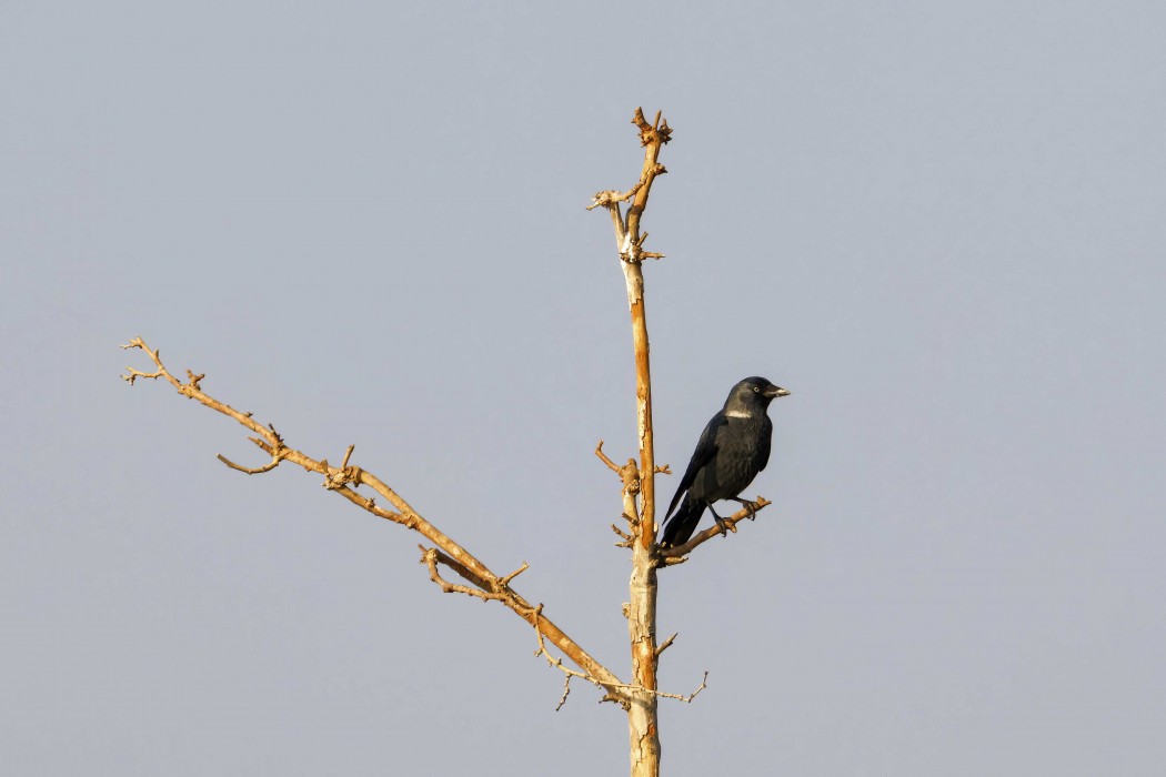 Western Jackdaw