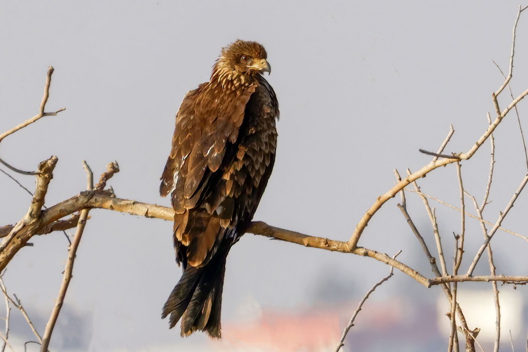 Black Kite