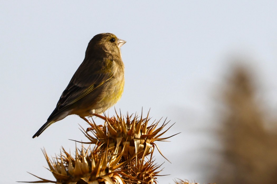 European Greenfinch