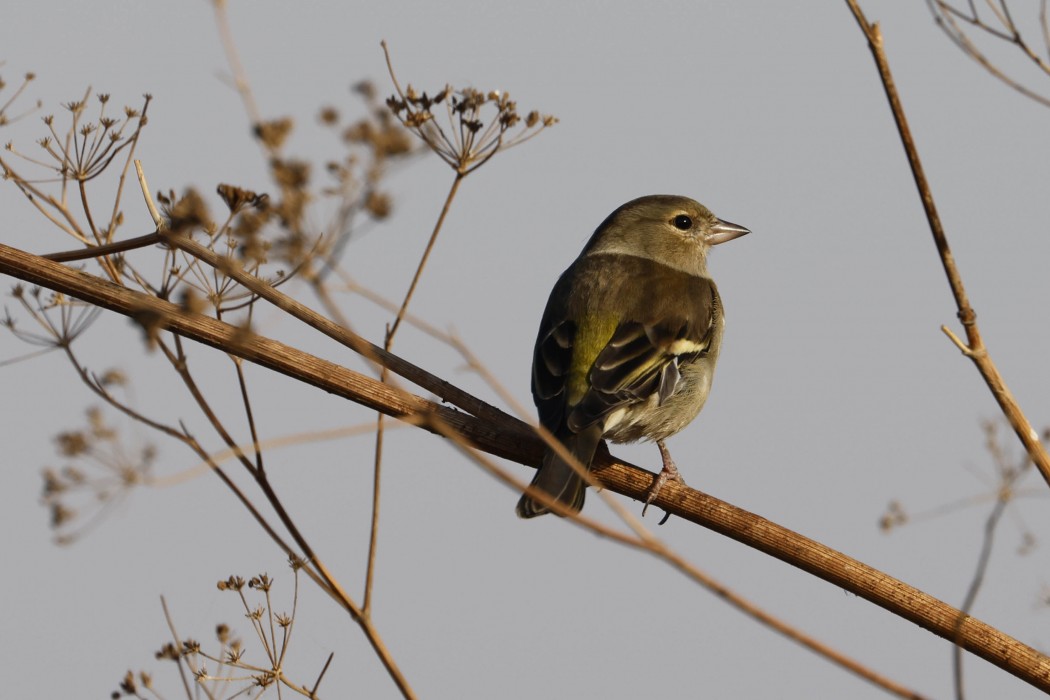 Common Chaffinch