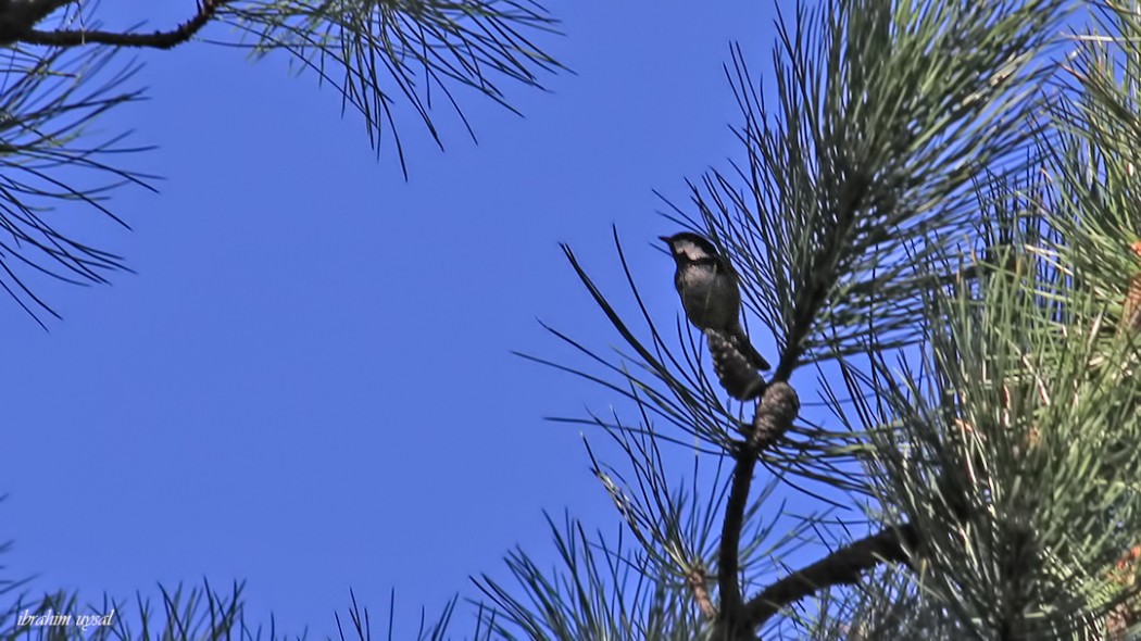 Coal Tit