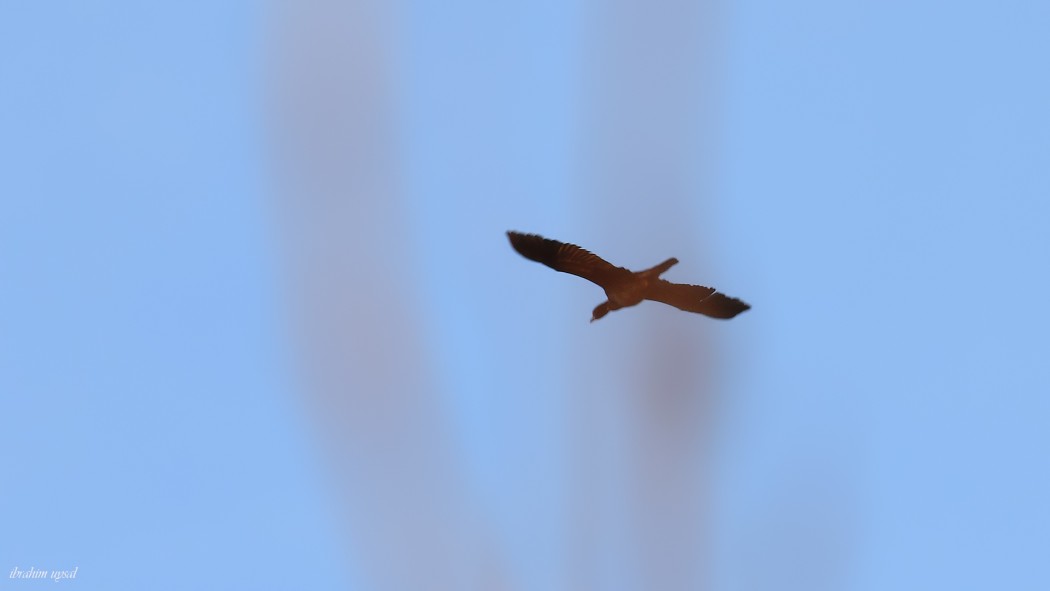 Pygmy Cormorant