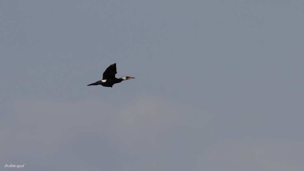 Great Cormorant
