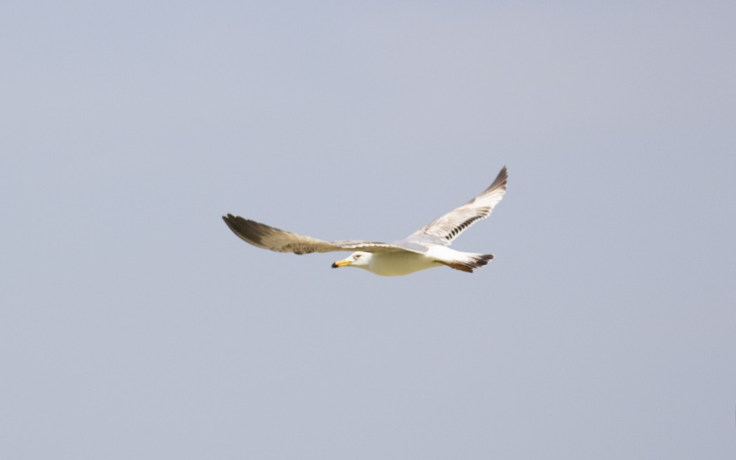 Armenian Gull