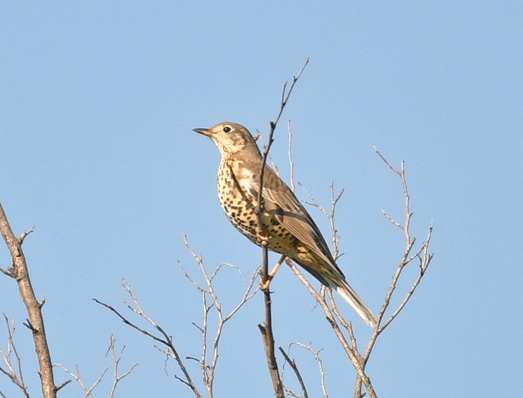 Mistle Thrush