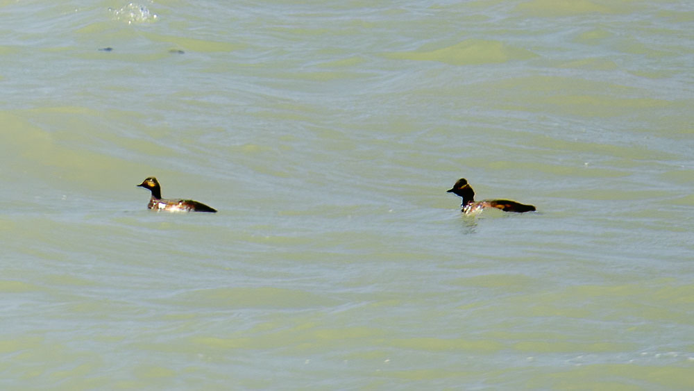 Black-necked Grebe