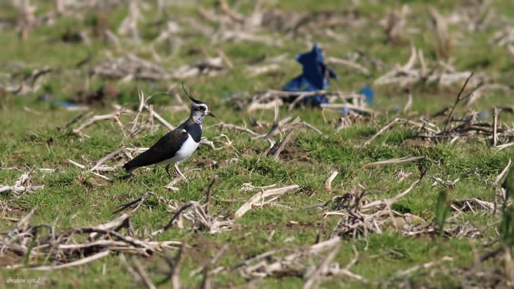 Northern Lapwing