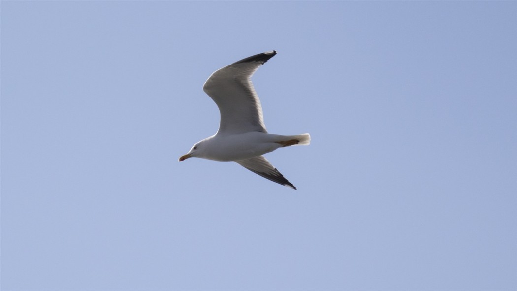 Yellow-legged Gull
