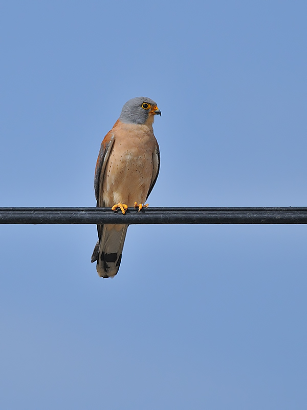 Lesser Kestrel