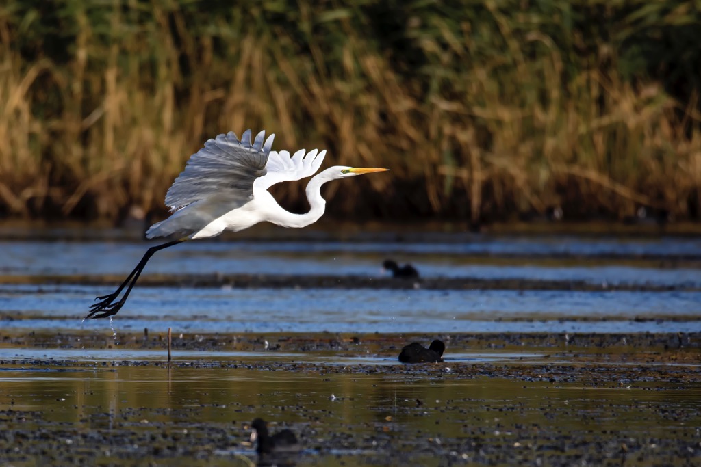 Great Egret