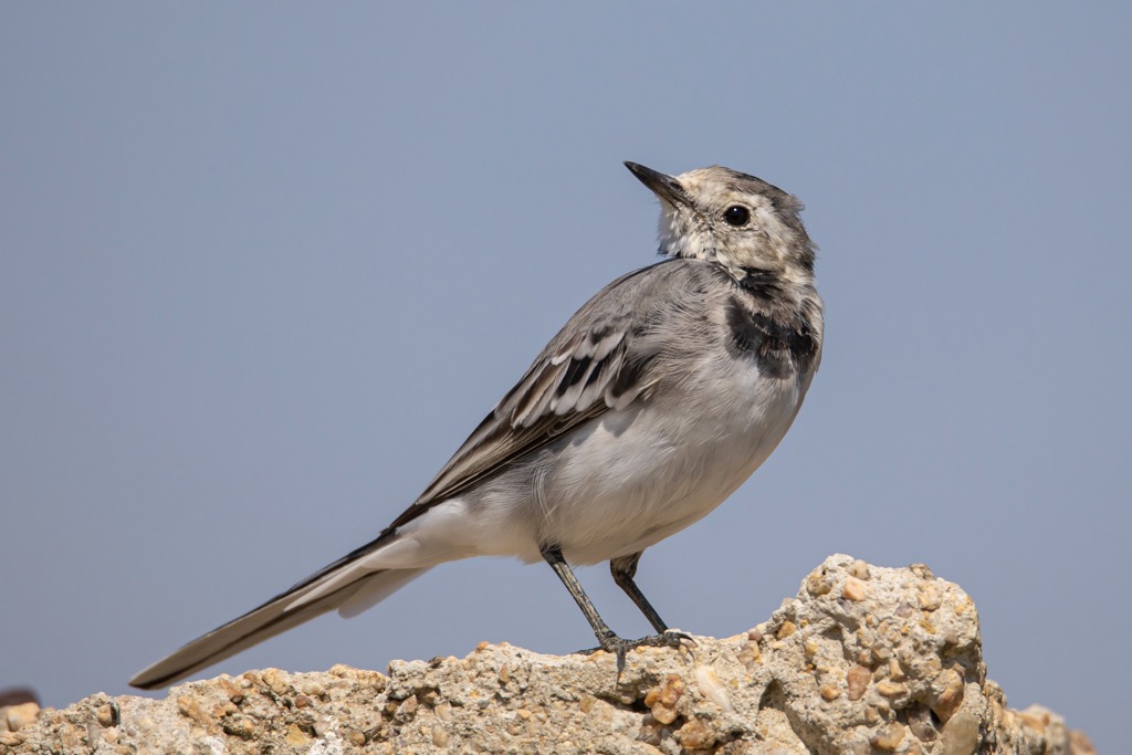White Wagtail