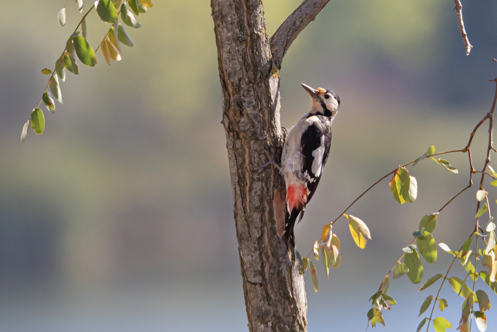 Syrian Woodpecker