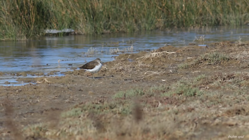 Green Sandpiper