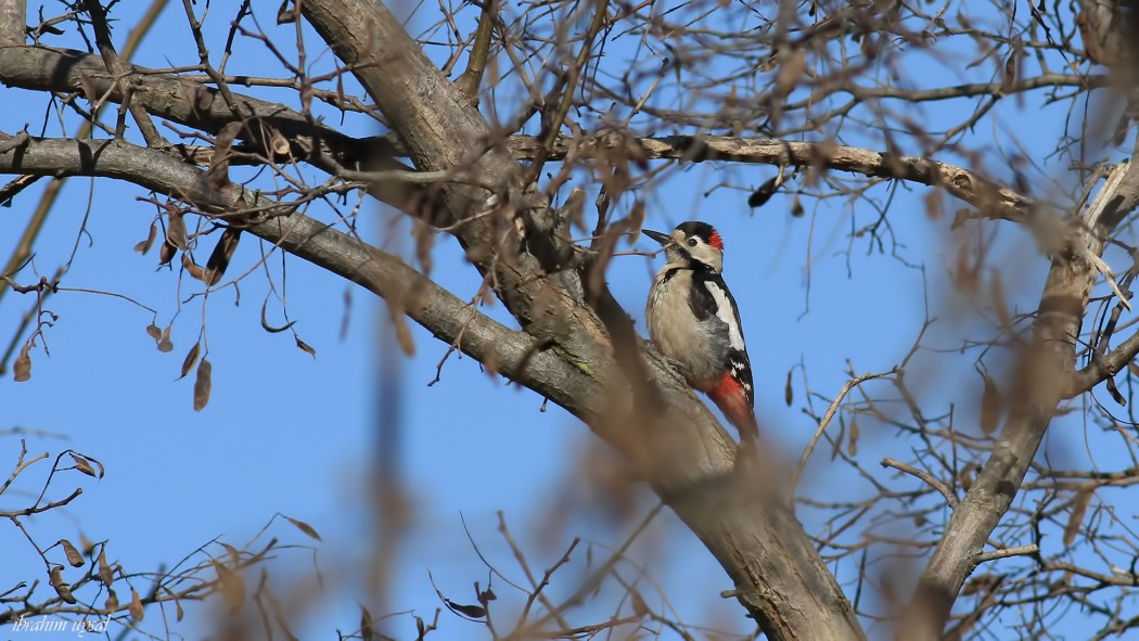 Syrian Woodpecker