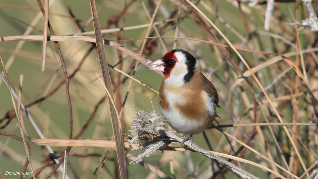 European Goldfinch
