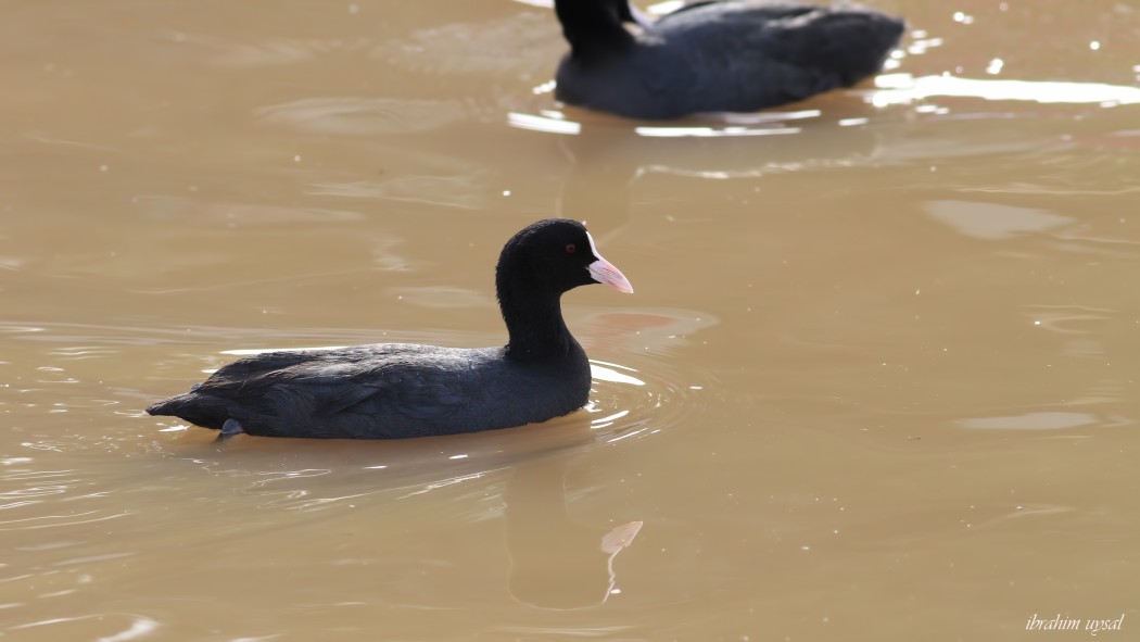 Eurasian Coot