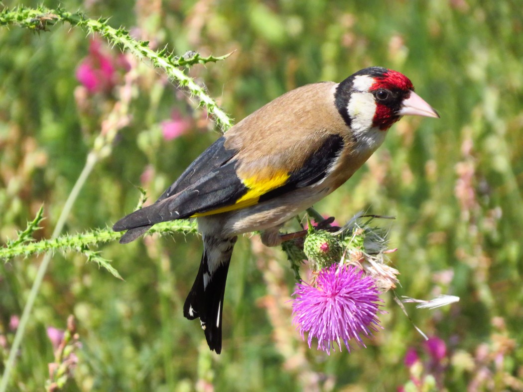European Goldfinch