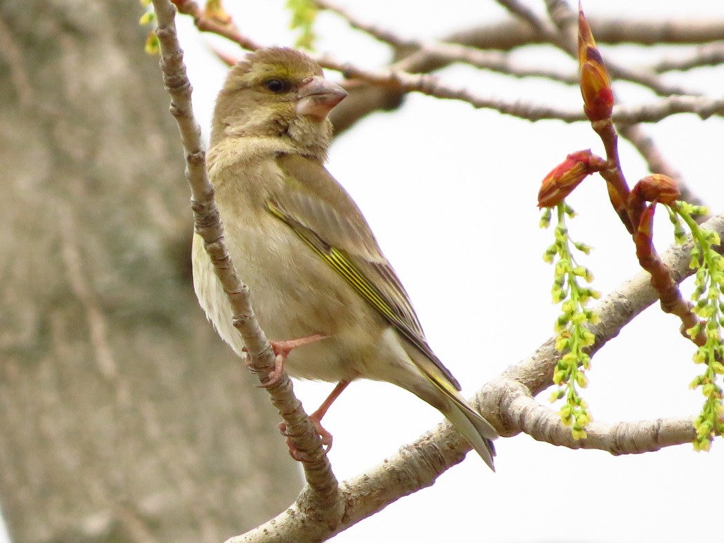 European Greenfinch