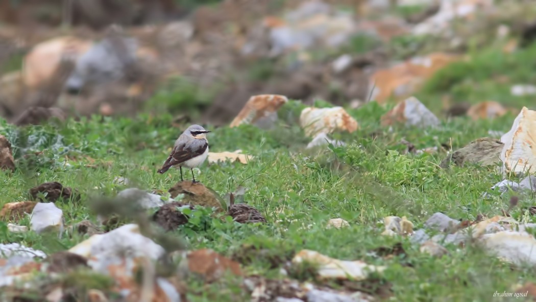 Northern Wheatear