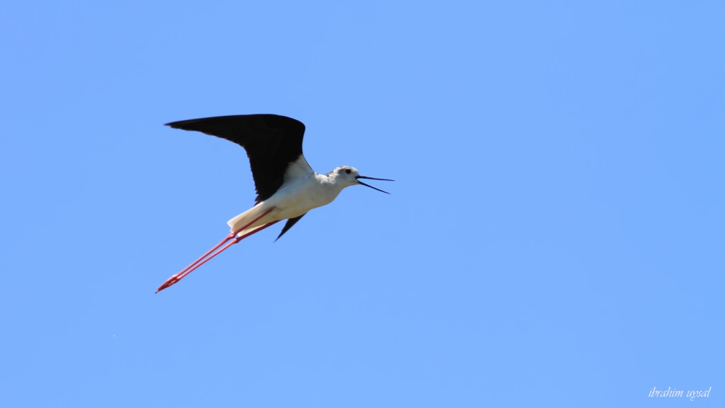 Black-winged Stilt