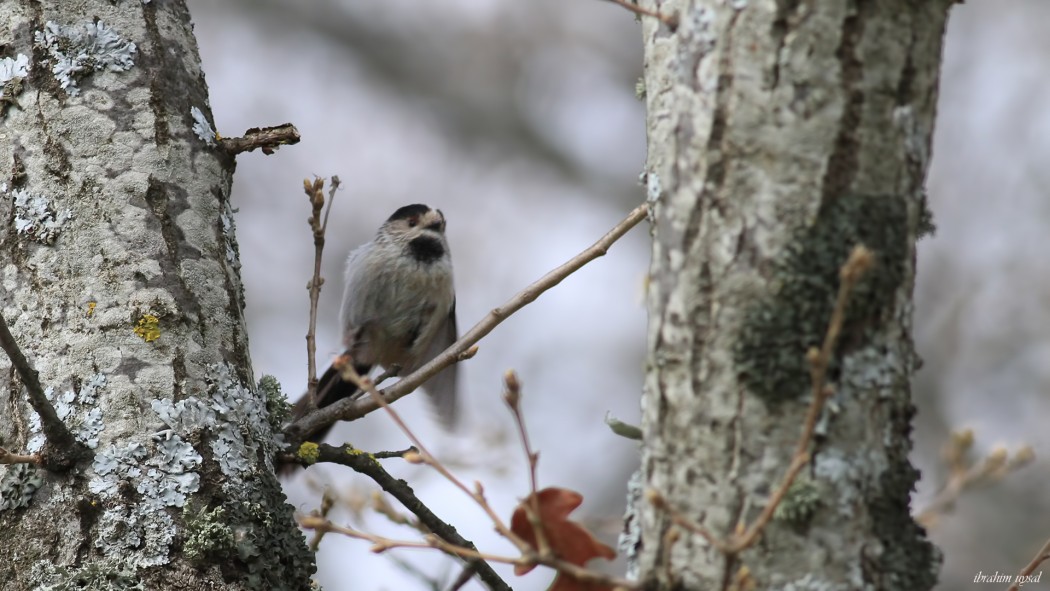 Long-tailed Tit