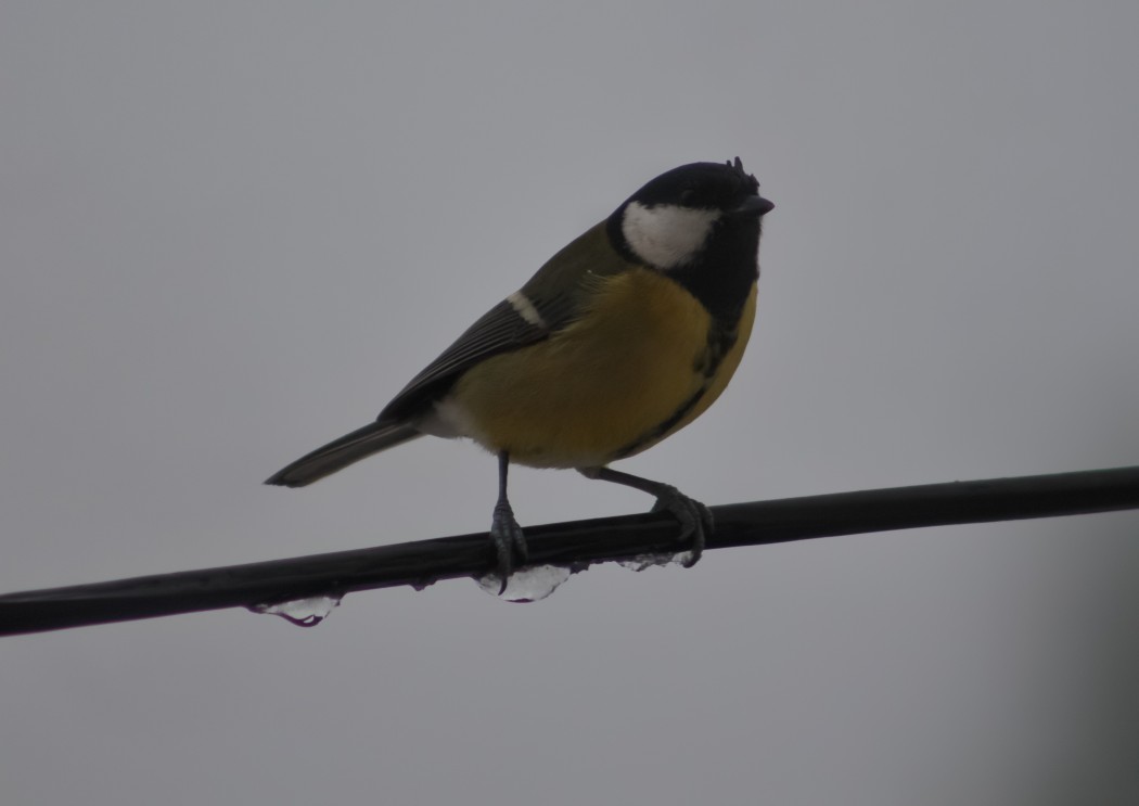 Great Tit