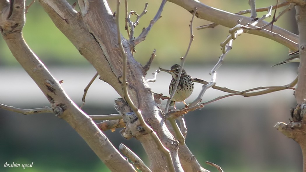 Meadow Pipit