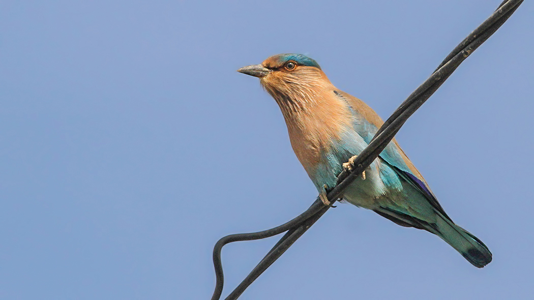 Indian Roller
