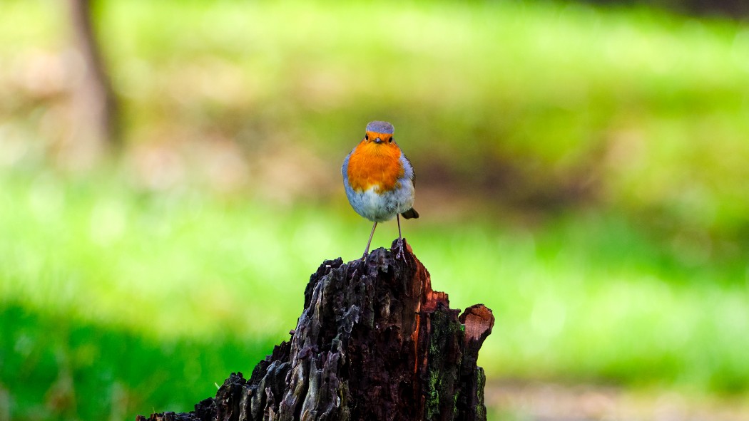 European Robin