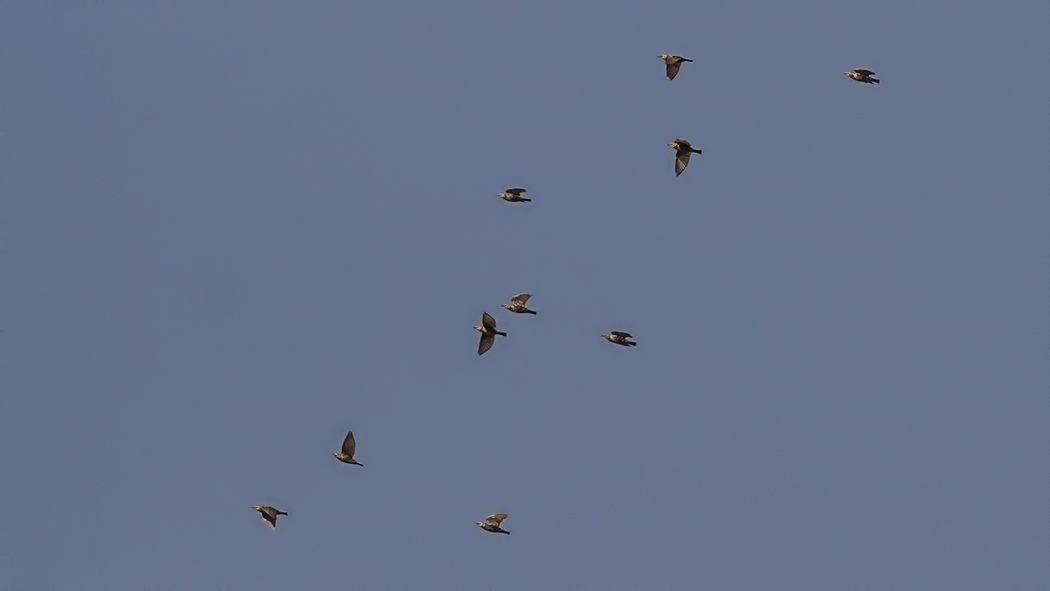 Common Starling