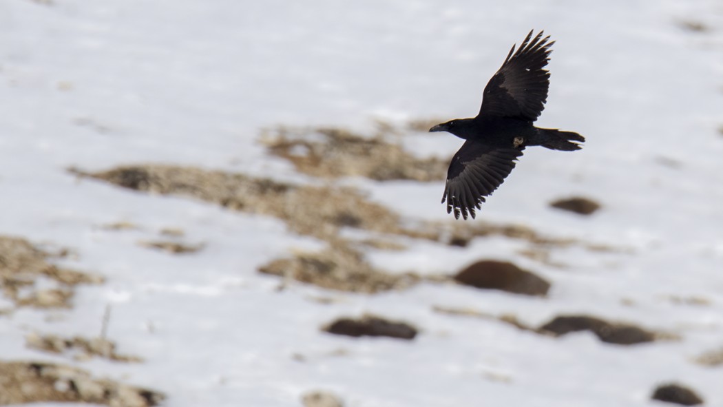 Northern Raven