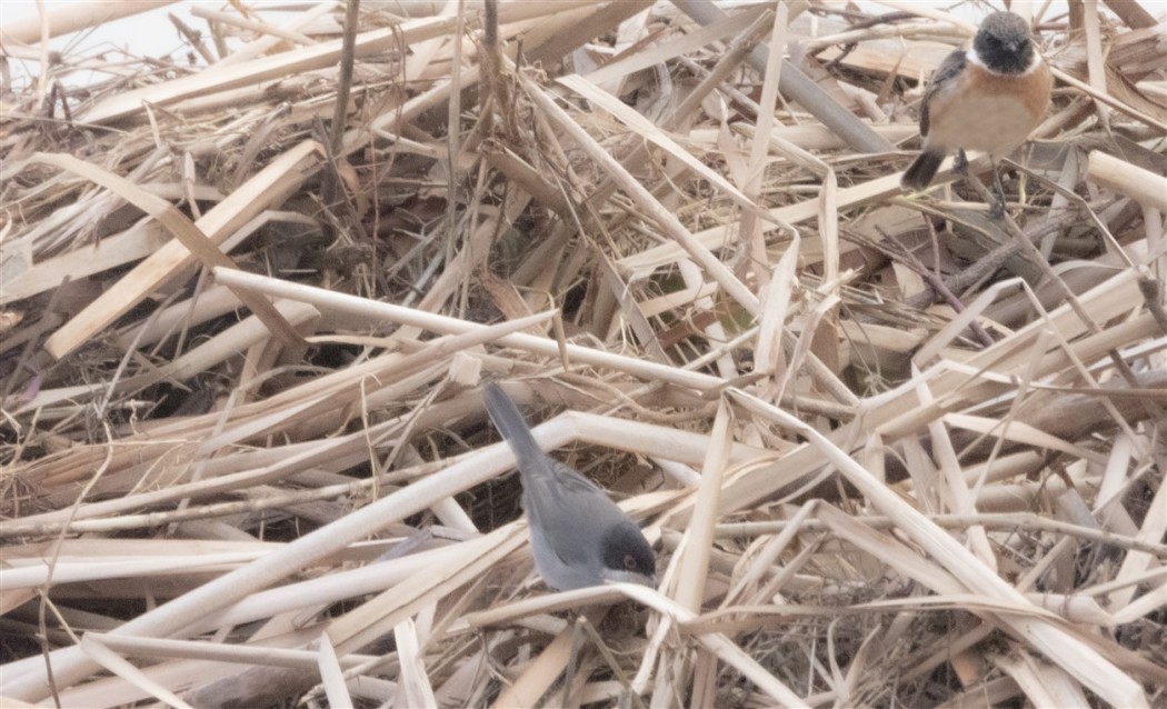 Sardinian Warbler
